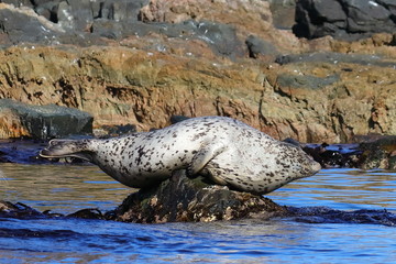 Naklejka premium Spotted seal (largha seal, Phoca largha) laying on the sea stone near the blue water on rock background closeup . Wild seal in natural habitat.