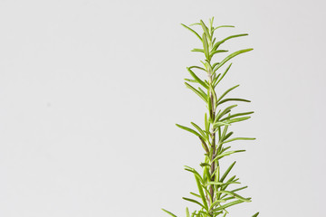 Fototapeta na wymiar Branch of plant Rosemary at home on white background