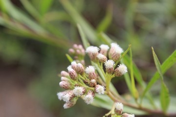 Clusters of white flowers top this Southern California native plant, casually described as Mule Fat, and botanically as Baccharis salicifolia, growing in Ballona Freshwater Marsh of Los Angeles.