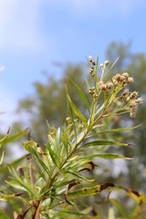 Clusters of white flowers top this Southern California native plant, casually described as Mule Fat, and botanically as Baccharis salicifolia, growing in Ballona Freshwater Marsh of Los Angeles.