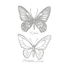 Fototapeta na wymiar Butterflies silhouettes. Butterfly icons isolated on white background. Graphic illustration
