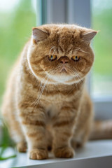 Red exotic Shorthair kitten sitting at the window and looks away. Kid animals and adorablecats concept