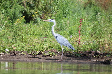 Africa, Naivasha