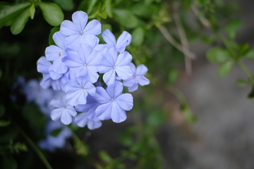 flowers in garden