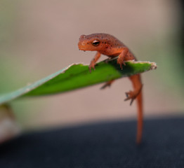 Orange Salamander