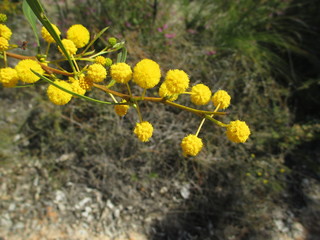 Wildflowers Yellow