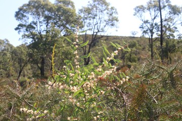 Fototapeta premium Blossom in the bushland
