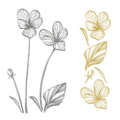 Pansy or daisy flower. Botanical illustration. Good for cosmetics, medicine, treating, aromatherapy, nursing, package design, field bouquet. Hand drawn wild hay flowers