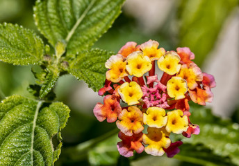 Pink and Yellow Flowers Macro