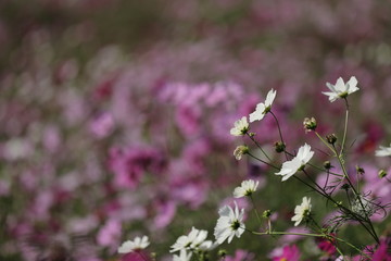 コスモスの花畑
