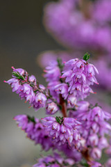 Delicate petals of wild flower heather