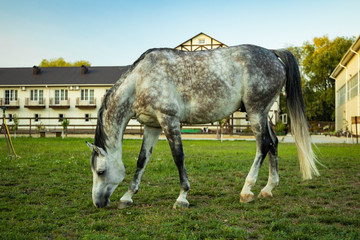 rancho yard green grass meadow and eating horse foreground with farming house on background  
