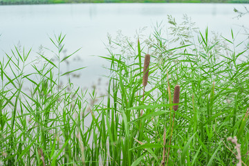 Obraz premium green grass reed on the lake