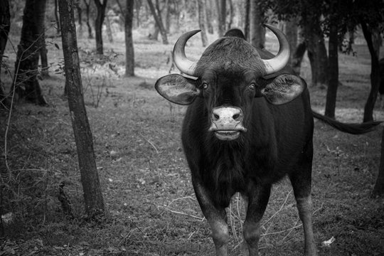 Bison Portrait