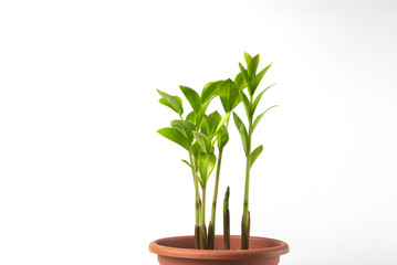 Fototapeta na wymiar Houseplant Zamioculcas in a pot isolated on white background. Young growth.