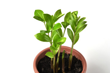 Houseplant Zamioculcas in a pot isolated on white background. Young growth.