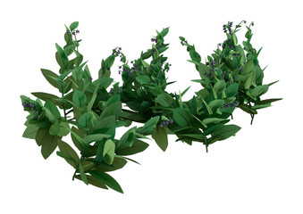 3D Rendering Blooming Comfrey Plants on White