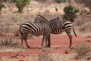Fototapeta na wymiar africa safari 