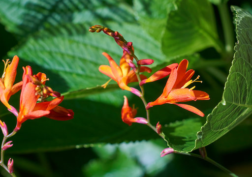 Closeup of bright red and orange Montbretia, Crocosmia or Coppertips flower blossoms, wild flowering in the azorean sun on Faial island in the Azores.