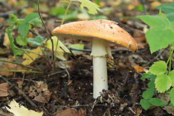 mushrooms in the forest after rain
