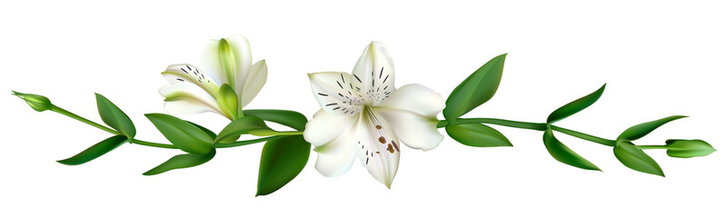 White flowers. Floral background. Leaves. Lilies.