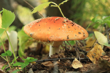 mushrooms in the forest after rain