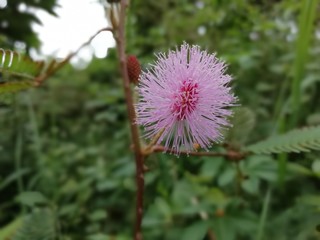 flower of thistle