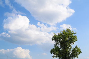 Obraz premium View of one green tree against a blue sky with white clouds.