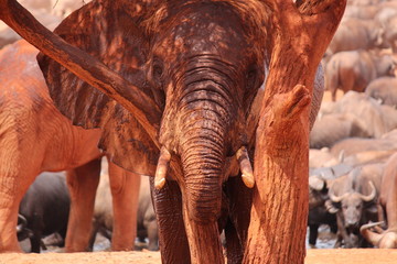 Fototapeta na wymiar Africa, safari