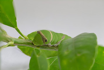 Green caterpillar_Larva of the swallowtail butterfly close-up on the branch of the lime.