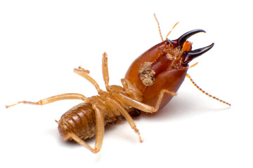 Close up termites dead on a white background. concept of insect control.