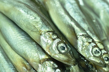raw Capelin fish or Shishamo in Japanese language arranging on white background