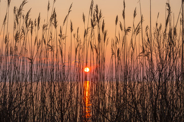 shoreline reeds in sunrise silhouette chesapeake bay southern maryland calvert county usa - obrazy, fototapety, plakaty