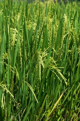 Asian Rice Plant
