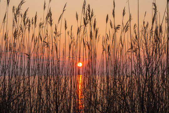 shoreline reeds in sunrise silhouette chesapeake bay southern maryland calvert county usa