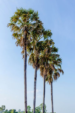Palm tree with blue sky background
