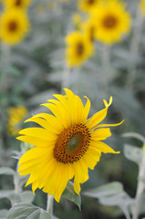 sunflower in the field