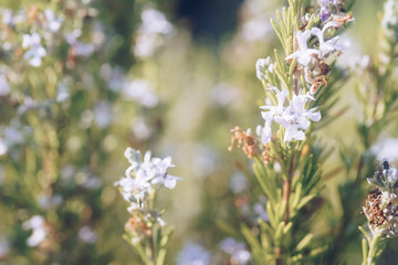 natural green background with selective focus