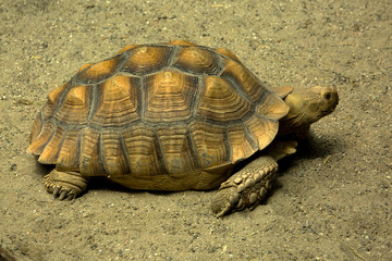 African spurred tortoise,  sulcata tortoise (Centrochelys sulcata).