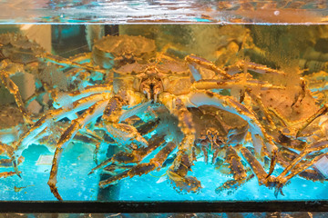 Big Crab in Tank