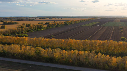 Naklejka premium The drone is flying over the forest belt. Autumn. Yellow trees. Black field.View from above.FHD