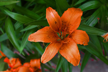 Orange Flower
