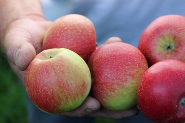 Farm fresh harvested fruits organic red & green apples presented / holding in a farmers / orchardist / mens hand, agriculture. Variety Santana, early fall / autumn spotted freshly