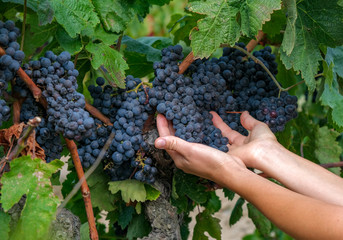 Naklejka na ściany i meble Hands of a young woman with fresh delicious ripe dark blue grapes on green leaves background. Traditional collecting handmade organic fruit. Red wine grapes on vine. Autumn harvest in Spain, Catalunya