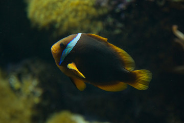 Fototapeta na wymiar The tomato clownfish, blackback anemonefish, bridled anemonefish, fire clown, red tomato clown (Amphiprion frenatus).