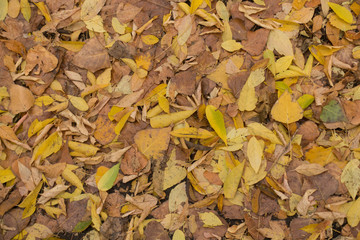 Colorful fallen leaves on the ground from above