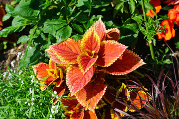 Red and green leaves of the coleus plant, Plectranthus scutellarioides