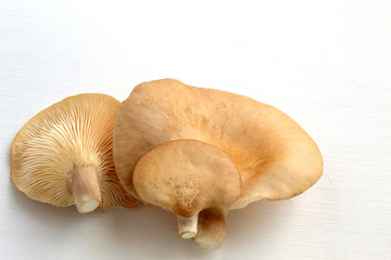 Pleurotus ostreatus(FR) guel isolated on white background ,abalone mushroom