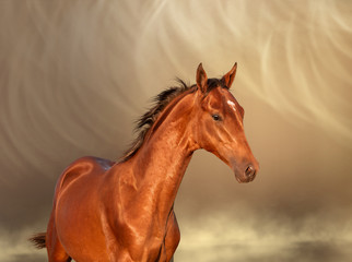 portrait of a bay horse with white point on the elbow 
