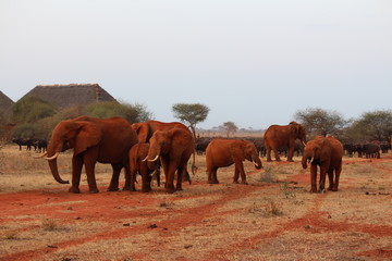Fototapeta na wymiar africa safari